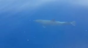 ظهور أسراب الدلافين في لبنان… صدفة أم مؤشر على تعافي البيئة البحرية؟